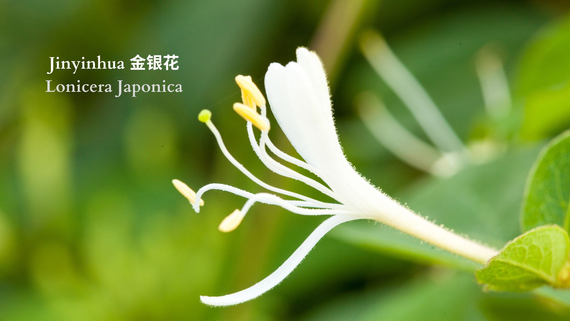 lonicera japonica